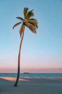 海边孤椰静谧美好时刻