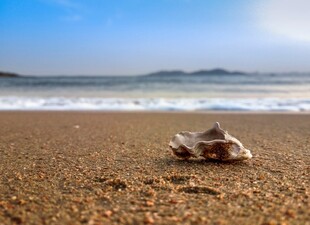沙滩上的贝壳与海浪美景