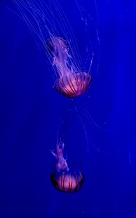 深海中的梦幻水母