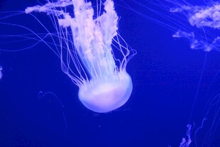 梦幻水母在蓝色海洋中游动