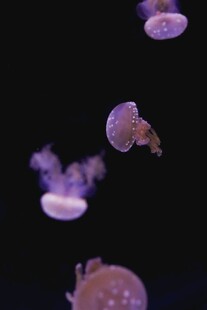 梦幻紫水母在水中飘逸