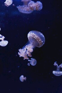 梦幻水母在深海中游动