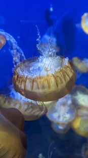 手触梦幻水母