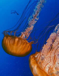 海洋中的梦幻水母