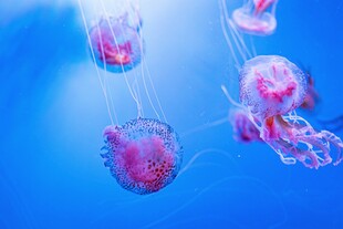 梦幻水母在蓝色海洋中游动
