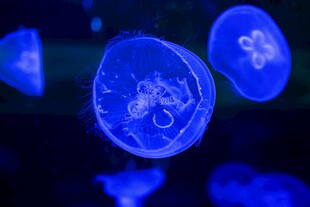 梦幻蓝色水母在水中游动