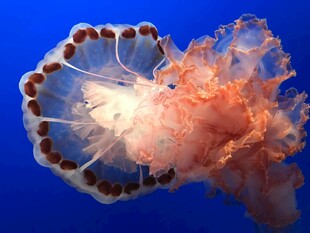 梦幻水母在蓝色海洋中游动