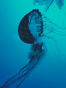 深海中游动的神秘水母
