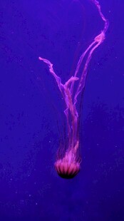 梦幻紫色水母水中摇曳
