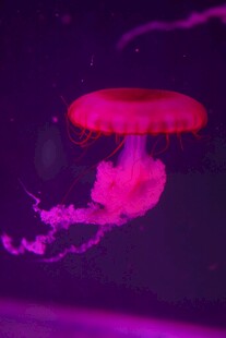 梦幻粉色水母在水中游动