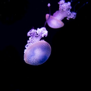 梦幻紫色水母在水中游动