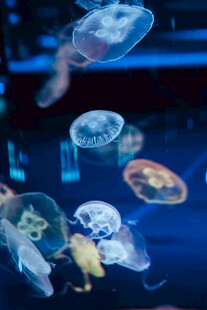 梦幻水母在水中轻盈游动