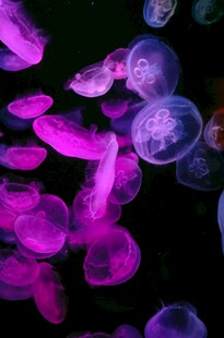 梦幻紫色水母在水中游动