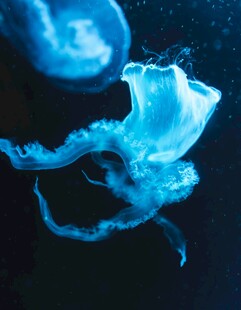 梦幻蓝色水母在水中游动