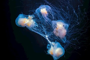 梦幻水母在深海中舞动