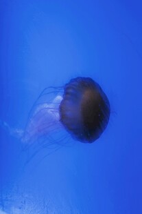 深海中的神秘水母