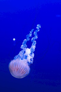深海中游动的梦幻水母