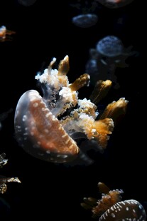 梦幻水母在水中优雅舞动
