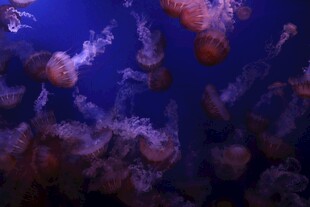 梦幻水母在深海中游动