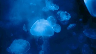 梦幻蓝色水母群