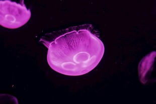 梦幻紫色水母在水中游动