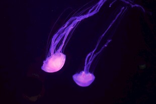 梦幻紫色水母水中摇曳