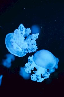梦幻蓝色水母在水中游动