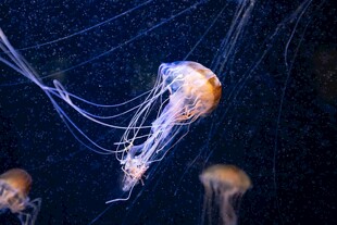 梦幻水母在水中飘逸游动