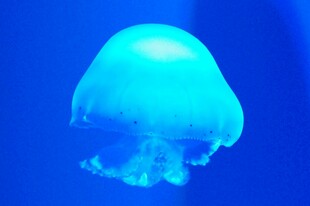 梦幻蓝色水母