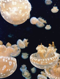 梦幻水母在水中悠然游动