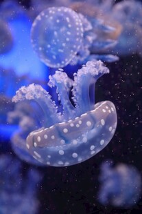 梦幻水母在水中轻盈舞动