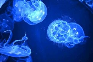 梦幻蓝色水母在水中游动