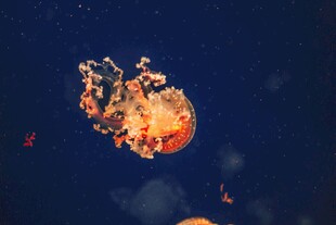 深海中的发光水母