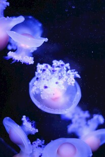 梦幻水母在水中悠然游动