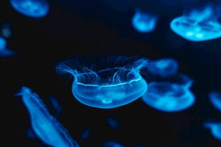 梦幻蓝色水母在水中游动