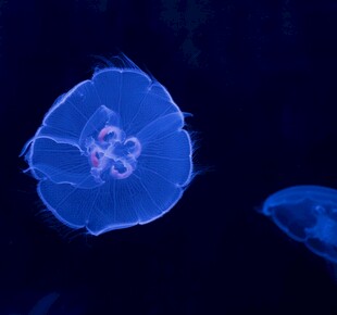梦幻蓝色水母