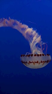梦幻水母在深海中游动