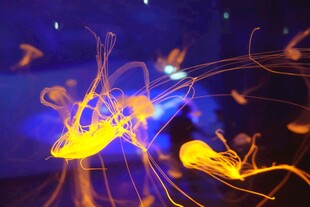 梦幻发光水母在水中摇曳