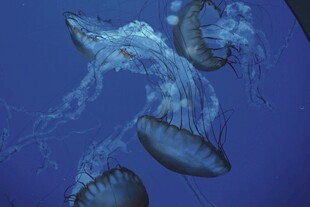 梦幻水母在水中优雅游动