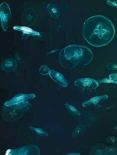梦幻水母在深海中游动