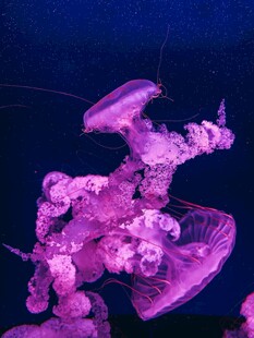 梦幻紫色水母在水中舞动