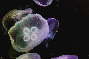 梦幻水母在水中轻盈舞动