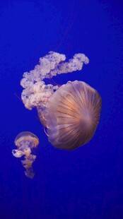 梦幻水母在蓝色海洋中游弋