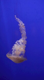 梦幻水母在蓝水中飘逸