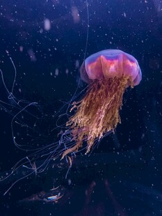 梦幻水母在深海中飘逸