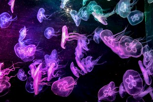 梦幻水母在水中绚丽舞动