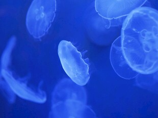 梦幻蓝色水母群