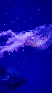 梦幻水母在深海中飘逸