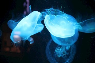 梦幻蓝色水母水中摇曳