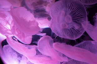 梦幻粉色水母群